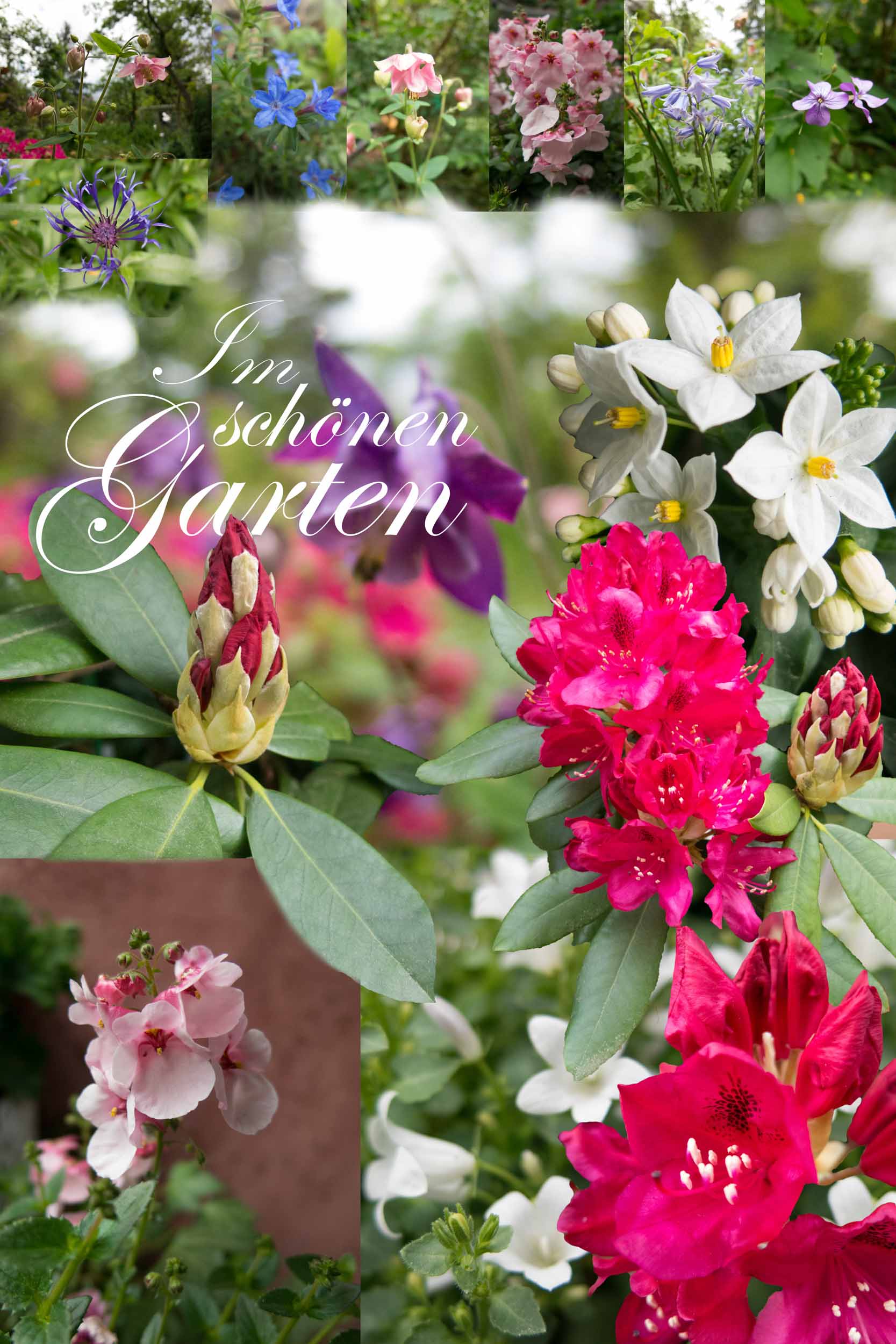 Poster mit Collage von schönen Blumen aus einem Garten